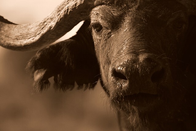 Close up monochrome portrait of cape buffalo head and horn